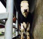 13% increase in number of TB reactors in Northern Ireland