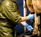 Dairy advice: Strict milking routine to keep mastitis at bay