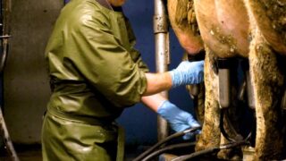 Dairy advice: Strict milking routine to keep mastitis at bay