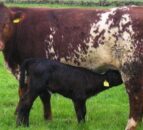 Suckler Cow Scheme for NI farmers to open next week