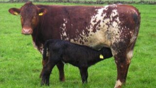 Suckler Cow Scheme for NI farmers to open next week