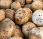 Polish ware potatoes test positive for ring rot