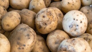 Polish ware potatoes test positive for ring rot