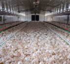 Landmark UK ruling classes chicken manure as ‘waste’