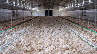 Landmark UK ruling classes chicken manure as ‘waste’