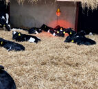 Dairy advice: What to look out for in sick calves this spring
