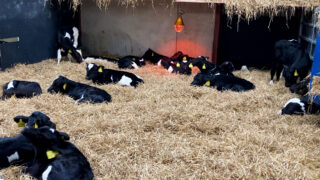 Dairy advice: What to look out for in sick calves this spring