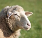 UK government has confirmed first case of bird flu in a sheep