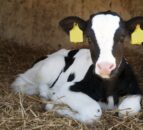 Calf scour threat increases as bacterial load in sheds multiplies