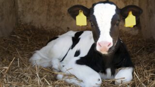 Calf scour threat increases as bacterial load in sheds multiplies