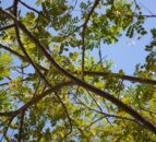 Muir welcomes wind energy market engagement for DAERA forests