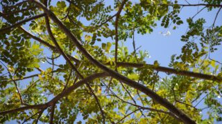 Muir welcomes wind energy market engagement for DAERA forests
