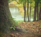 20m trees to be planted by 2050 in new national forest