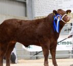 Results from NI Limousin Club’s rising stars calf show