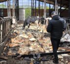 100 cows killed in drone attack on Ukrainian farm