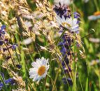 OEP: Urgent action needed to protect key nature areas in NI