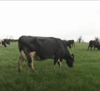 Achieving 90% three week submission rate and cost of a missed heat