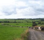 Lameness: Cannot afford to have too many cases ahead of breeding