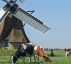 $27.4m genetics initiative will breed low-methane emitting cattle