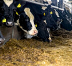 Modern dairy cow output equal to ’19 finished cattle’ – vet