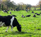 Dale Farm to pay extra 0.5p/L in March milk cheque