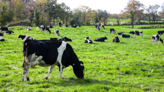 Dale Farm to pay extra 0.5p/L in March milk cheque