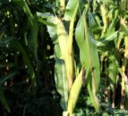 Forage maize – yields of 50t/ha achievable