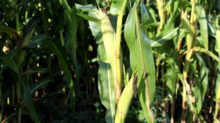 Forage maize – yields of 50t/ha achievable