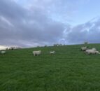 Sheep: Factors to consider with ewes and lambs at grass