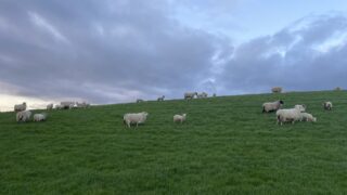 Sheep: Factors to consider with ewes and lambs at grass