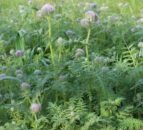 Regenerative agriculture is the future – report