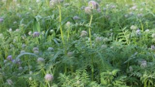 Regenerative agriculture is the future – report