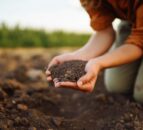 One fifth of global farmland contaminated by toxic metals