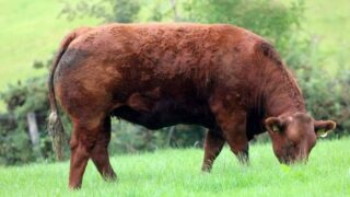 BVD ‘grace period’ reduced in NI for positive or inconclusive animals
