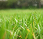 Tillage update: Most spring cereal crops now drilled