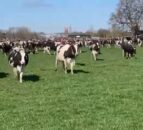 Watch: Cow dance ‘koeiendans’ marks springtime in Netherlands