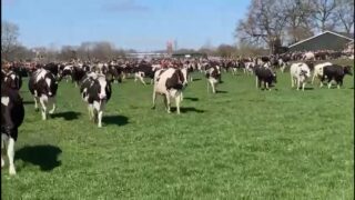 Watch: Cow dance ‘koeiendans’ marks springtime in Netherlands