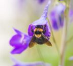 Minister criticised following collapse of NI bee inspection service