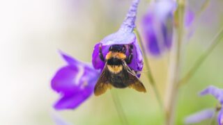 Minister criticised following collapse of NI bee inspection service
