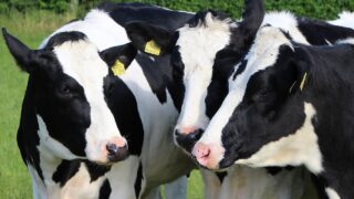 AgriSearch launches survey for Northern Ireland dairy farmers