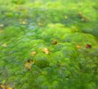 Lough Neagh: First 2025 sighting of algae confirmed