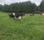 What’s your protocol for high cell count cows in the herd?