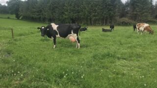 What’s your protocol for high cell count cows in the herd?