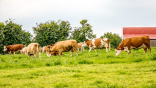 AHDB commits to changes following farm assurance review
