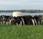Heifer targets: What weight should heifer calves be at weaning?