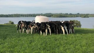 Heifer targets: What weight should heifer calves be at weaning?