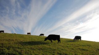 Cattle in NI ‘increasingly susceptible’ to BVD – AHWNI