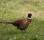 More ticks carrying Lyme disease bacteria in pheasant areas – study