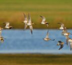 PSNI urges public not to disturb breeding waders