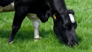 High rate of BVD positives in Fermanagh and Armagh